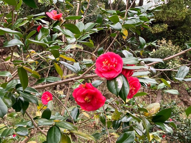 城山公園の椿