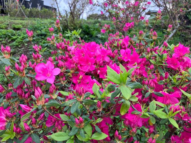 城山公園のツツジ