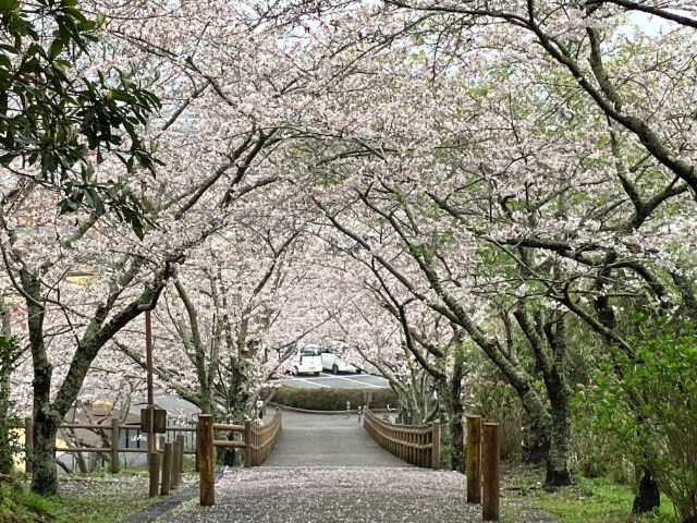 桜のトンネル　城山公園