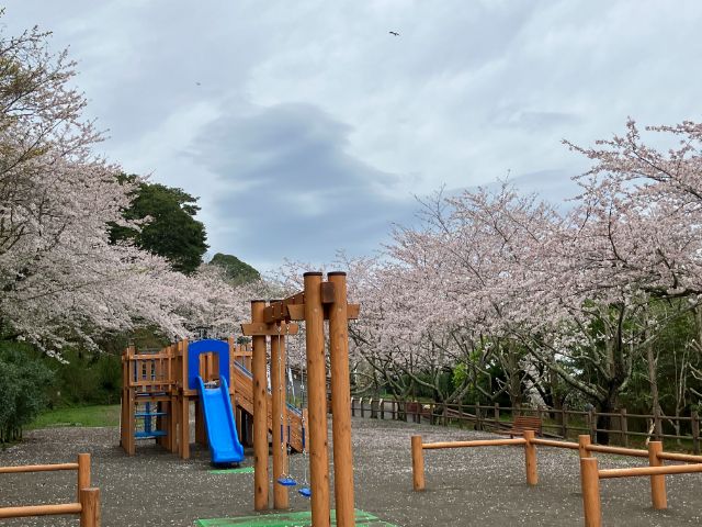 新しくなった児童遊園と桜