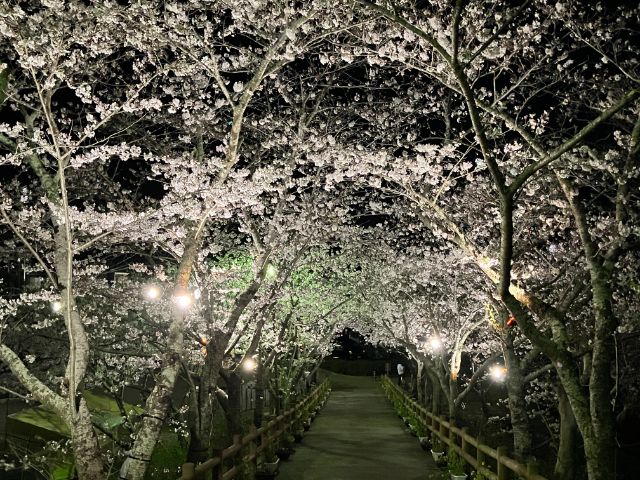 ライトアップされた城山公園の桜