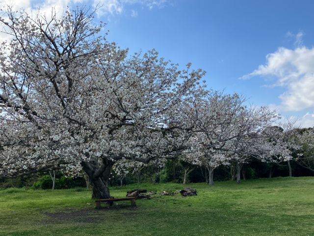 大房岬自然公園　運動園地　桜