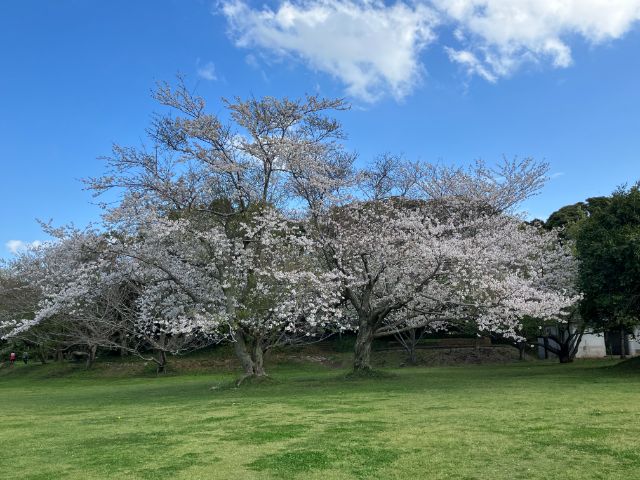 大房岬自然公園の桜