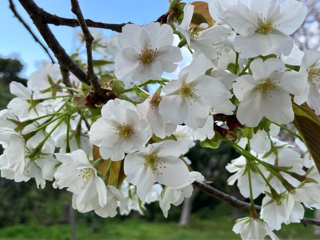 大房岬自然公園　満開の桜