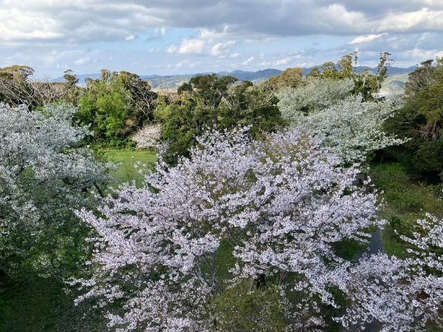 大房岬自然公園　展望塔からの桜