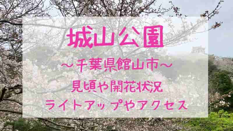 【城山公園（館山）の桜】2023年の開花状況や見頃は？ライトアップ情報も！