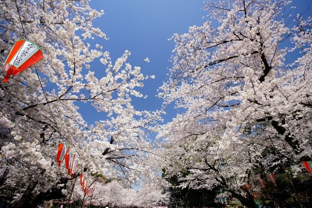 上野恩賜公園　満開の桜