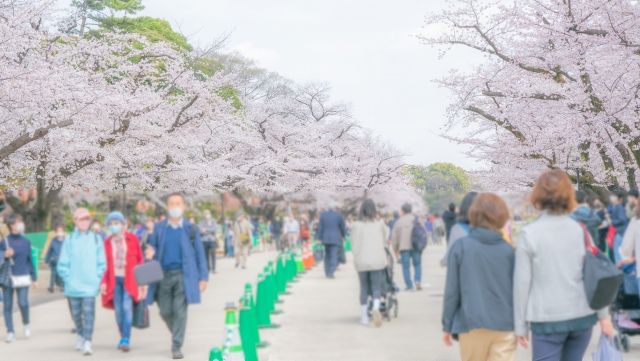 上野恩賜公園　桜　混雑