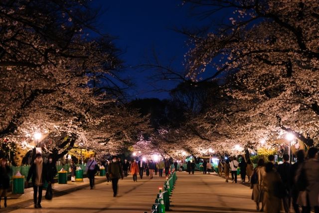 上野恩賜公園　夜桜