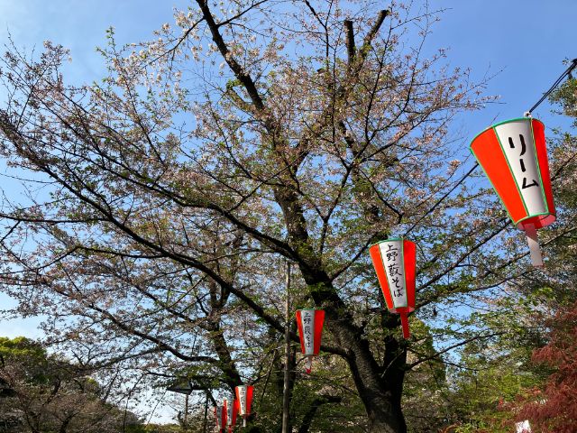 上野恩賜公園　葉桜