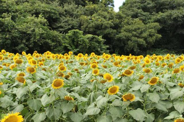 成田ゆめ牧場　満開のひまわり