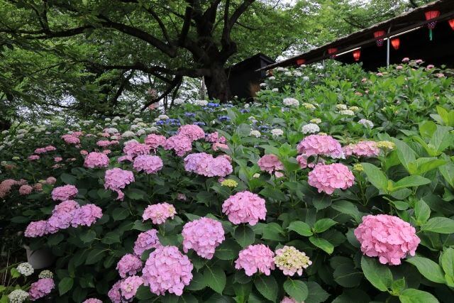 権現堂公園　色とりどりのあじさい