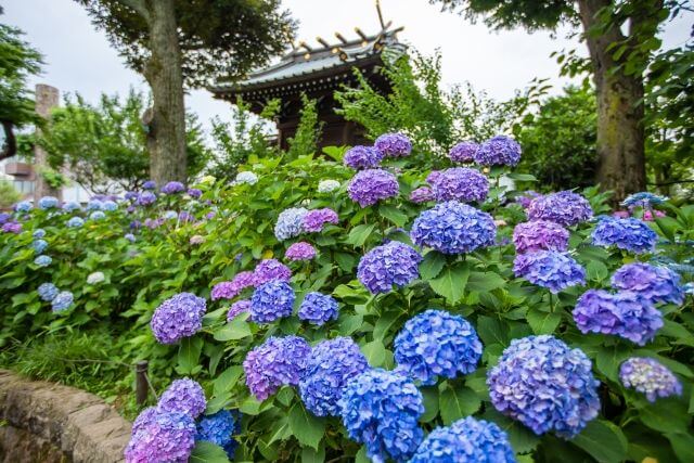 白山神社　カラフルなあじさい