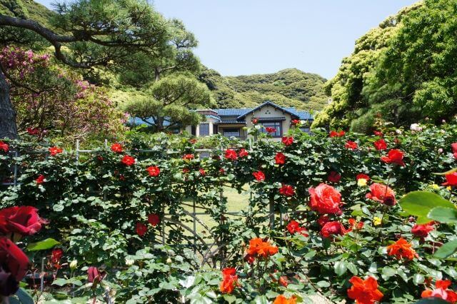 鎌倉文学館とバラの花