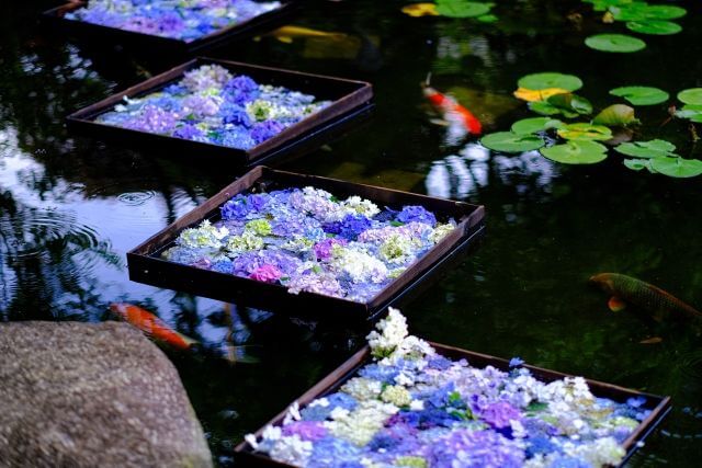 長谷寺　池に浮かぶあじさい