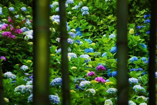 長谷寺　あじさいと竹林