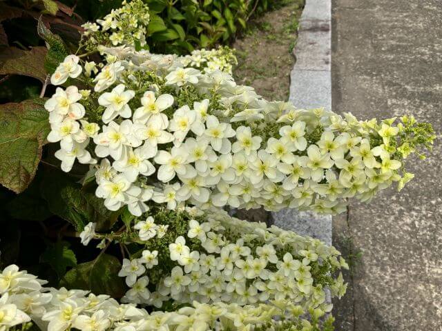 日運寺　あじさい