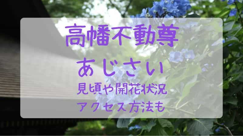 【高幡不動尊のあじさい】2023年の見頃や開花状況は？アクセスや見どころも