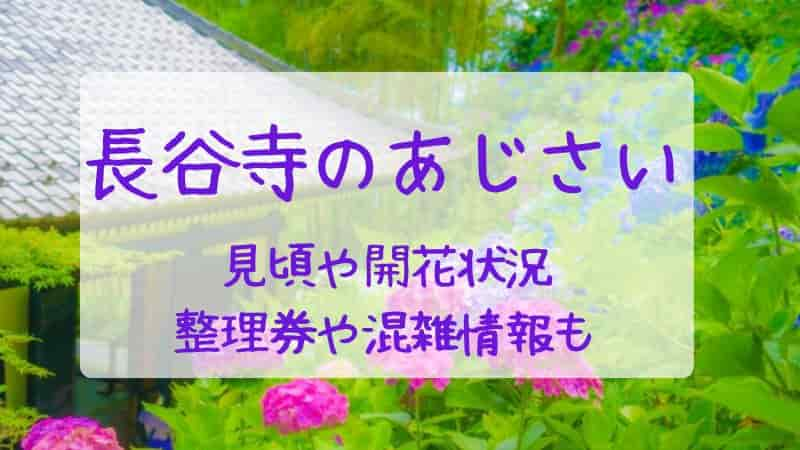 【長谷寺のあじさい】2023年の見頃や開花状況！整理券や混雑情報もご紹介