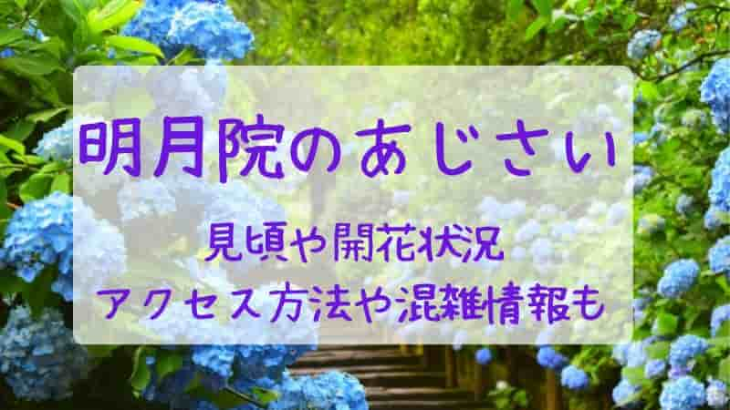 【明月院のあじさい】2023年の見頃や開花状況！見どころやアクセスもご紹介