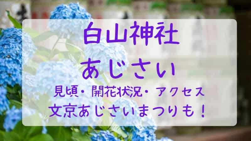 【白山神社のあじさい】2023年の見頃や開花状況は？あじさいまつりやアクセスも