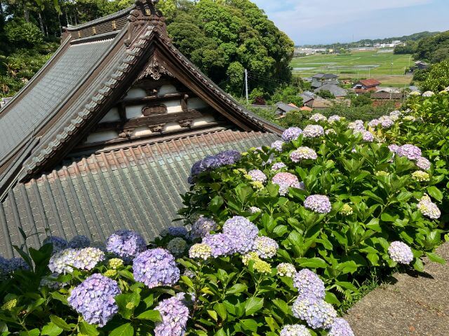 日運寺とあじさい