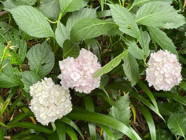 高幡不動尊　あじさい