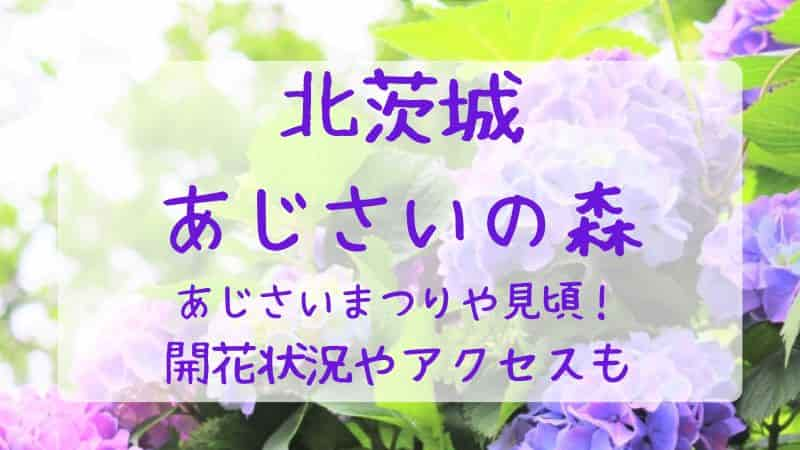 【北茨城あじさいの森】2023年の見頃や開花状況は？あじさいまつりやアクセスも