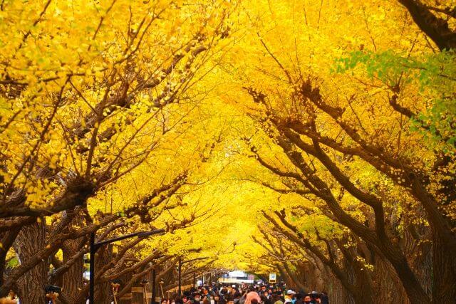 神宮外苑　銀杏のトンネル