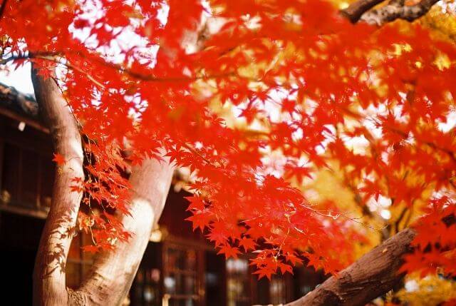 本土寺　紅葉　見頃