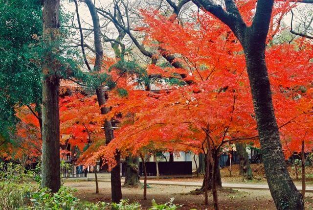 東漸寺　紅葉　