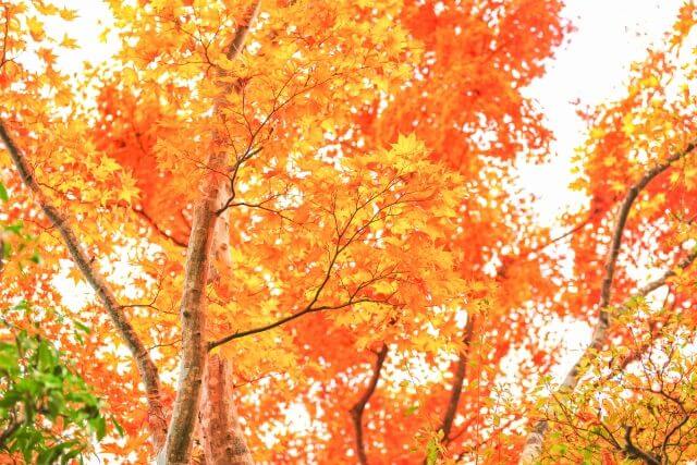 箱根美術館　紅葉