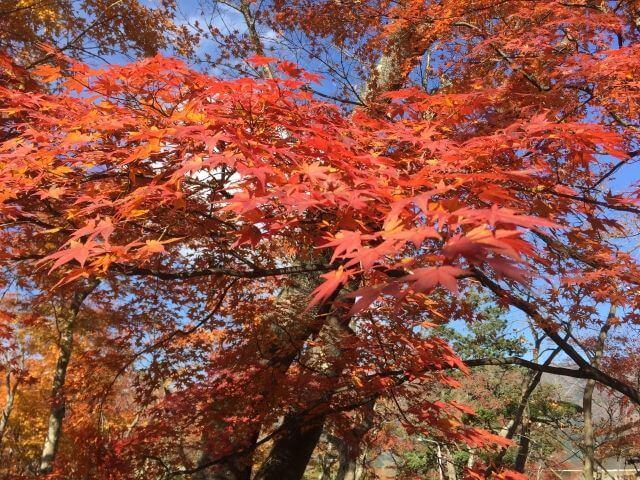 箱根強羅公園　紅葉