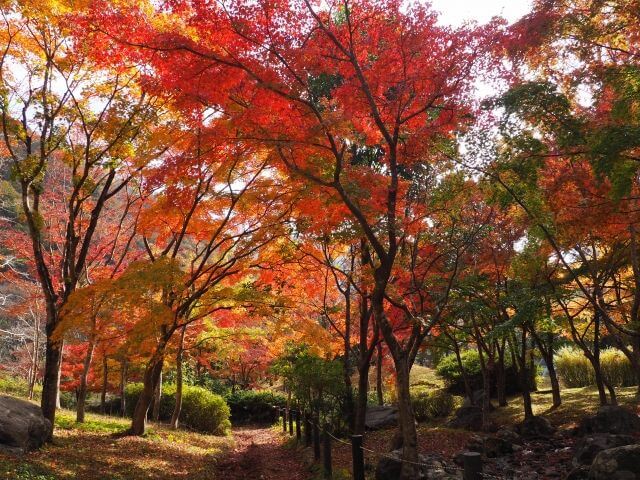 丹沢湖　ダム広場公園　紅葉