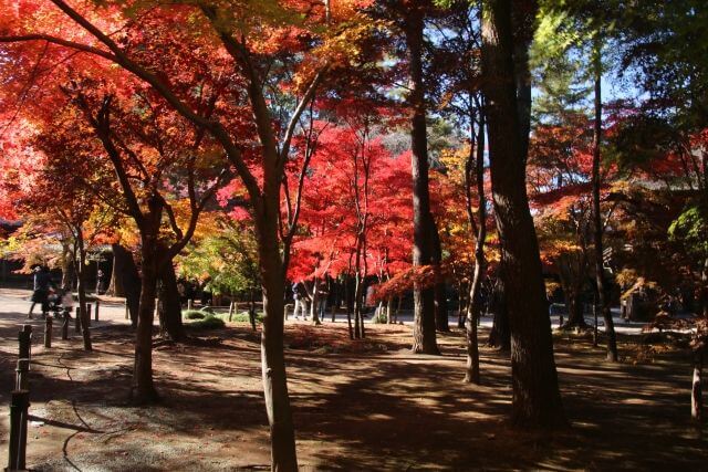 平林寺　紅葉