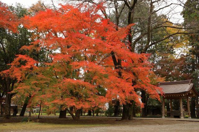 平林寺　紅葉