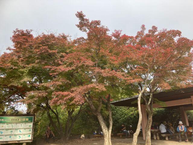 高尾山　紅葉　山頂