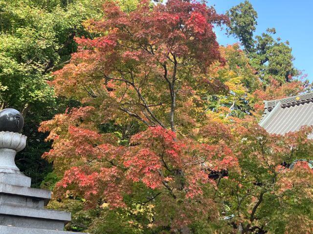 高尾山　紅葉