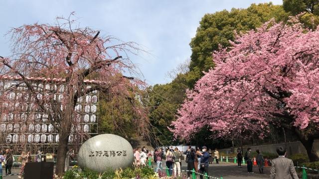 上野恩賜公園　桜