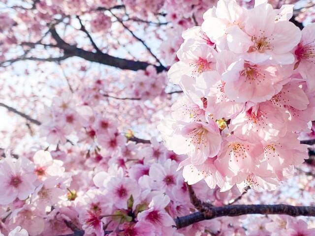新宿御苑　満開の桜