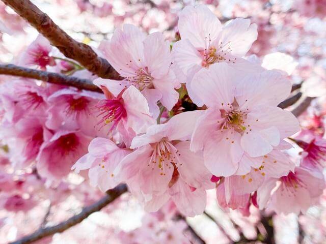 新宿御苑　桜