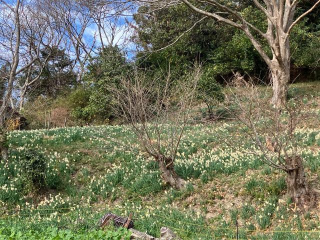 鋸南町　江月水仙ロード