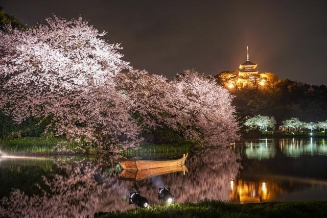 三渓園　桜　ライトアップ