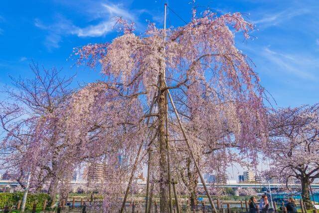 隅田公園　しだれ桜