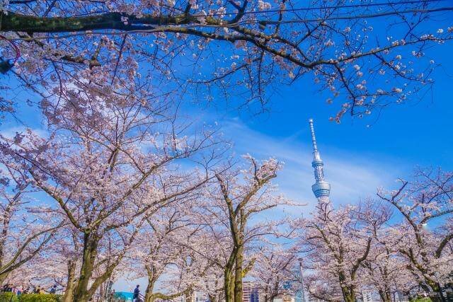 隅田公園　桜　東京スカイツリー