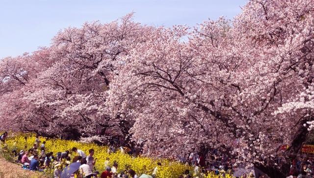 熊谷桜堤　土手沿い　