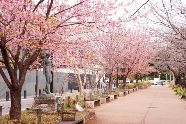 千鳥ヶ淵緑道　桜