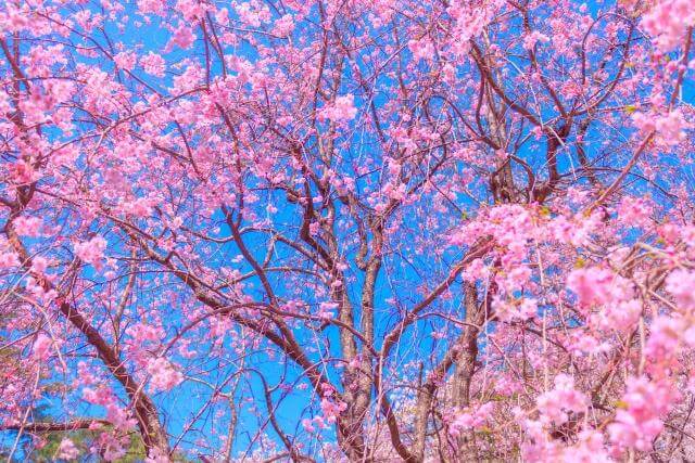 大宮公園　枝垂桜