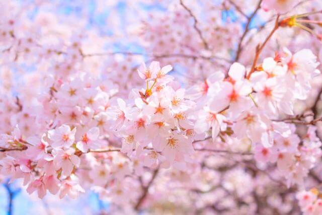 大宮公園　桜