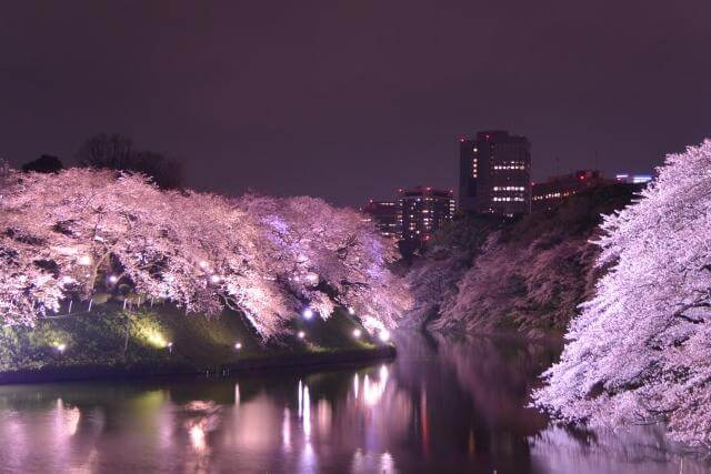 千鳥ヶ淵　桜のライトアップ
